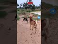 #funny #viralvideo #viralsong #viralreels #viralshorts #cute #cuteanimals #enjoythelife #automobile
