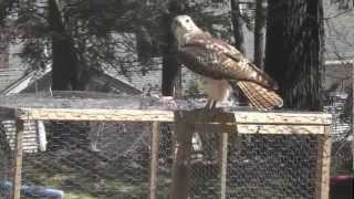 Hawk tries to make lunch out of our baby chicks. Profile