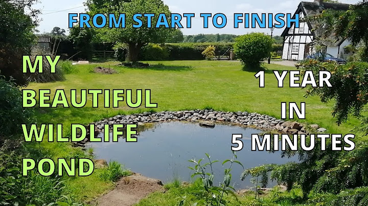 My Beautiful WILDLIFE POND Build a YEAR in FIVE minutes