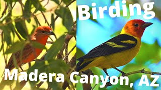 Birding Madera Canyon in Southeast Arizona, May, 2021. Tanagers, Flycatchers & More!