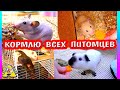 СКОЛЬКО У НАС ПИТОМЦЕВ? / КОРМЛЮ ВСЕХ ХОМЯКОВ, КРЫС, МЫШЕЙ, СВИНОК / ХОМКИ РАДЫ / ALISA EASY PETS