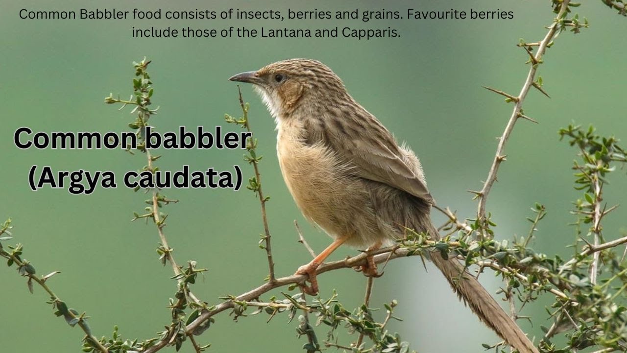 Common babbler (Argya caudata): Beautiful Dingy Brown Bird
