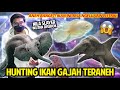 HUNTING IKAN GAJAH TERANEH! MUKANYA KAYA GAJAH & NYETRUM?! NILA SLAYER DISEROK! ELEPHANT NOSE FISH!