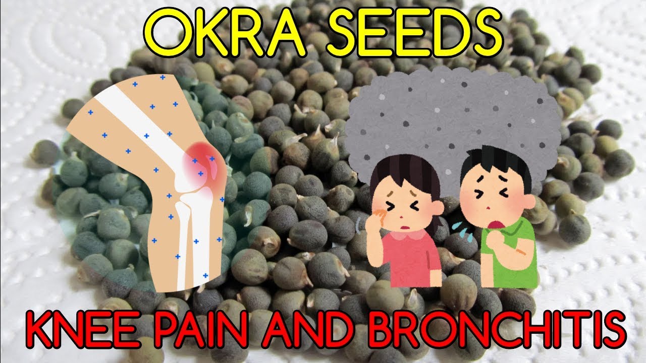 OKRA SEEDS A Rare Known Remedy for Knee Pain and Bronchitis YouTube