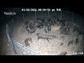 120 Wild Hogs In 5 gate drops 