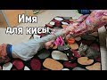 VLOG: Вову покусали комары / Имя для котенка