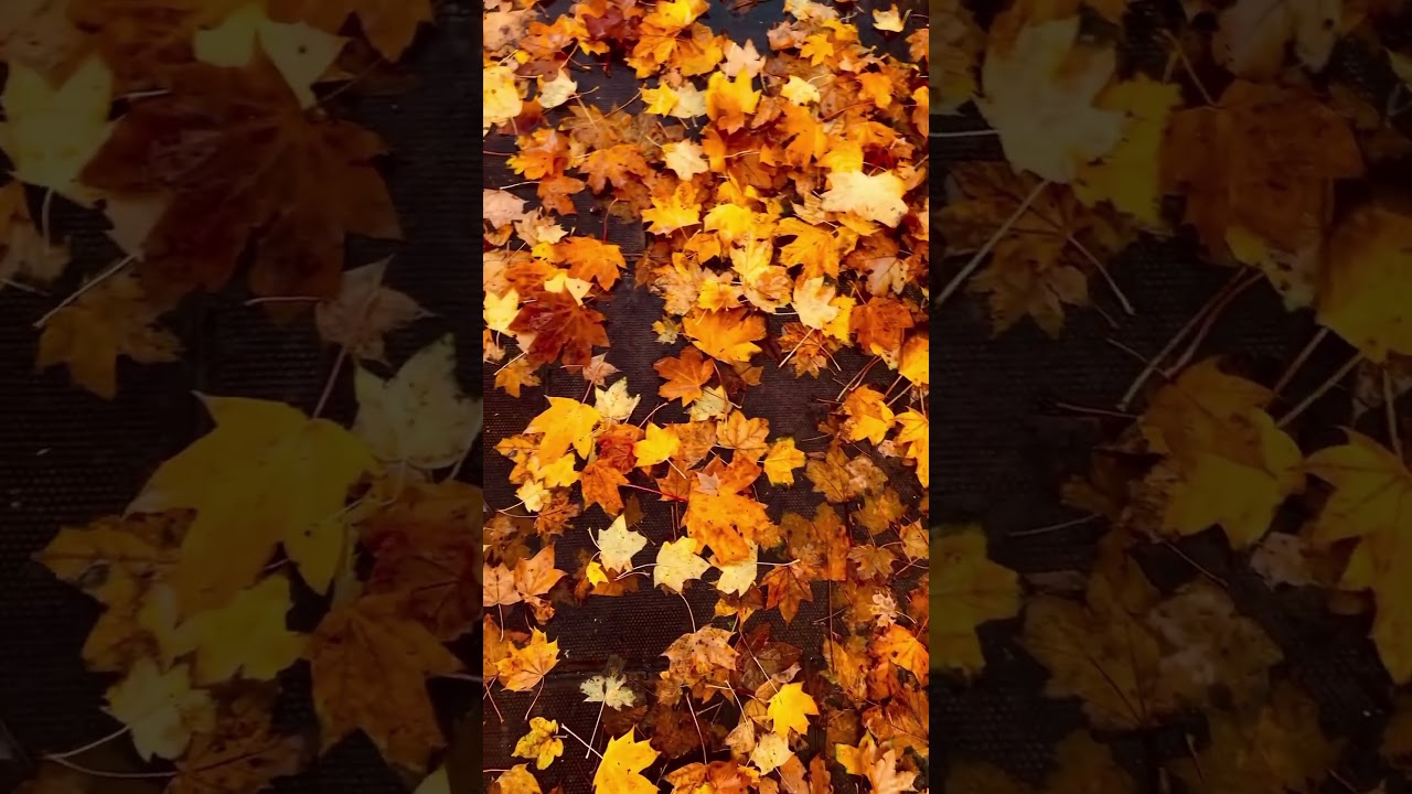 This lovely autumn make my cry♥️# short 