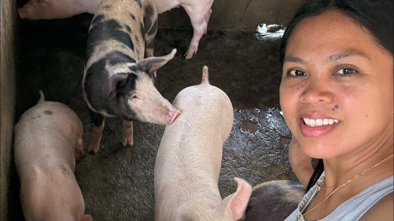 Ellen Morgan ( Pinay in Florida) is live! Doing my morning routine sa aking mga alagang piggies.🐷