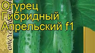 Огурец гибридный Апрельский f1. Краткий обзор, описание характеристик Aprel'skiy f1