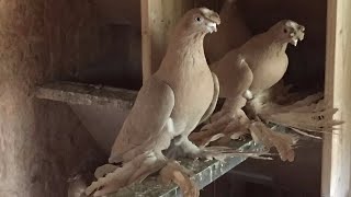 Узбекские бойные голуби Сергея (Германия) Pigeon culbutant Ouzbékistan