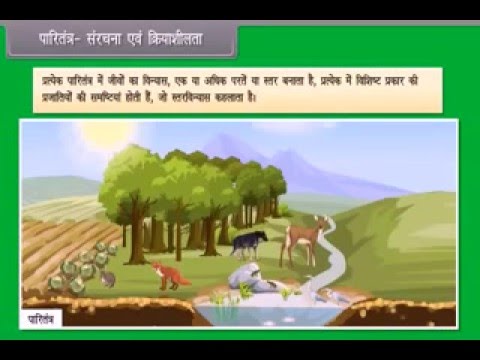 Ecosystem - CLASS 12 BIOLOGY - YouTube