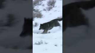 Arctic Wolves Hunt Through Endless Summer #natgeo #WolfVsBear