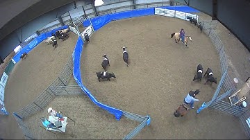 Big Sky Ranch Sorting Saddle Series #4 - #8 HC RANCH HAND (2 CAP SORTER) - Round #1 - Ride #36