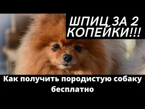 Шпиц Бесплатно, или Шпиц в Добрые Руки. Шпиц Недорого!