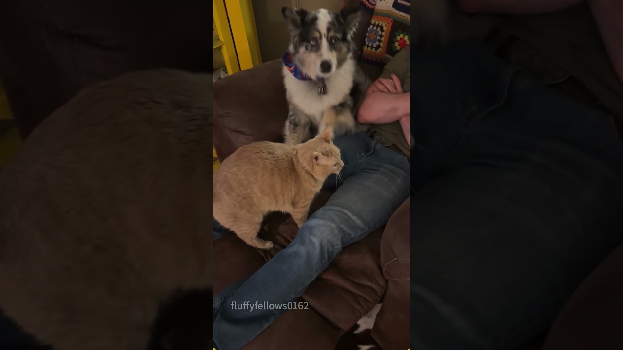 My cat knows more than I do#cat&nbsp;#catsoftiktok&nbsp;#catlover&nbsp;#funny&nbsp;#funnyvideos&nbsp;#foryou&nbsp;#fypage