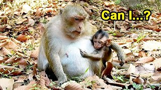 Can I get your milk now mummy ? DITO soft touch and try lull comfort mom Daisy for give milk him screenshot 2