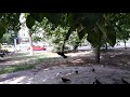 Атака голубей