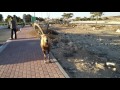Ibex at Mizpe Ramon Israel יעלים במצפה רמון