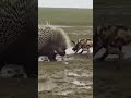 Porcupine vs Wild Dogs: The Ultimate Defensive Masterclass