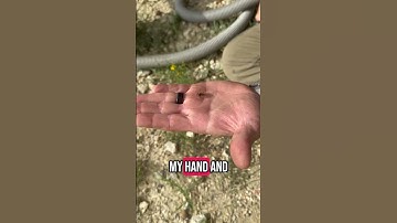 Honey Bee attempts to remove her stinger after an accidental sting