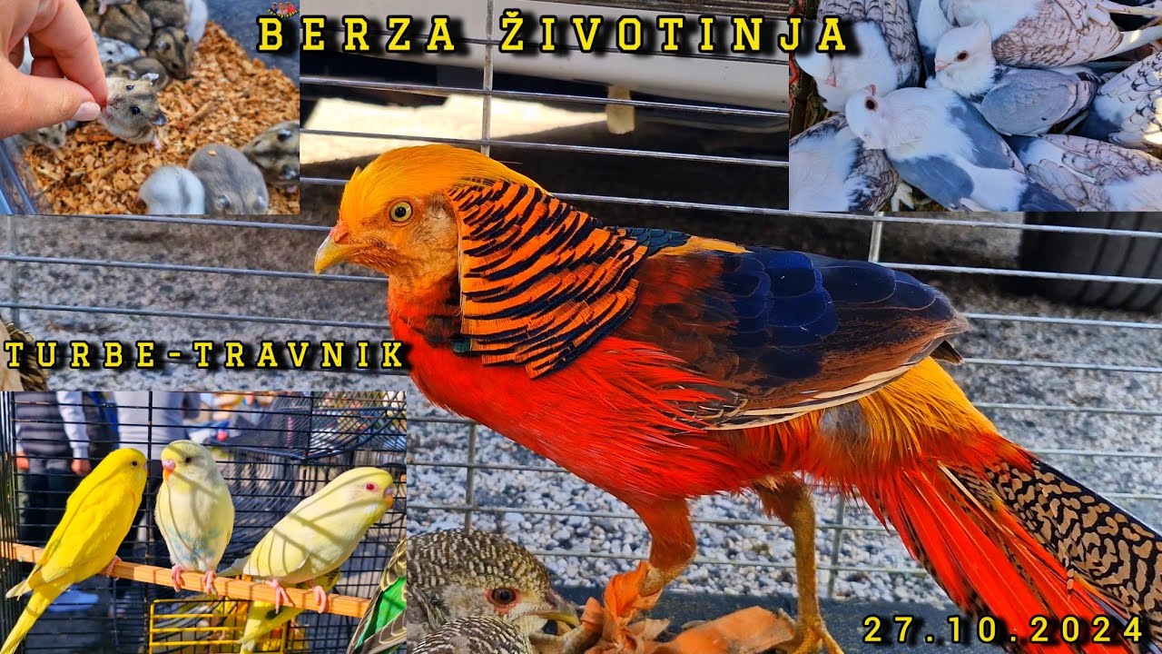 ✨️BERZA SITNIH ŽIVOTINJA U TURBETU- glavna nagrada INKUBATOR✨️