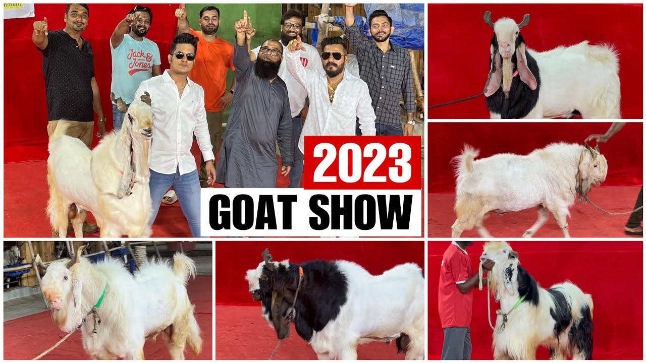 History Created at JD Goat Farm Andul Goat Show 2023, Goat Wins 2nd Title in 1 Year