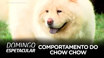 Quais as doenças mais comuns em Chow Chow?