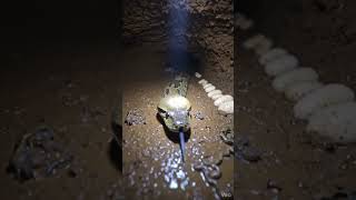 Giant Python Slithers Into a Hidden Cave – Filled with Eggs, Bones, and a Colony of Pythons