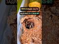 Очень грустный Южнорусский тарантул 🕷️ #spider #tarantula #паук #arachnid #Lycosa #shorts #мизгирь