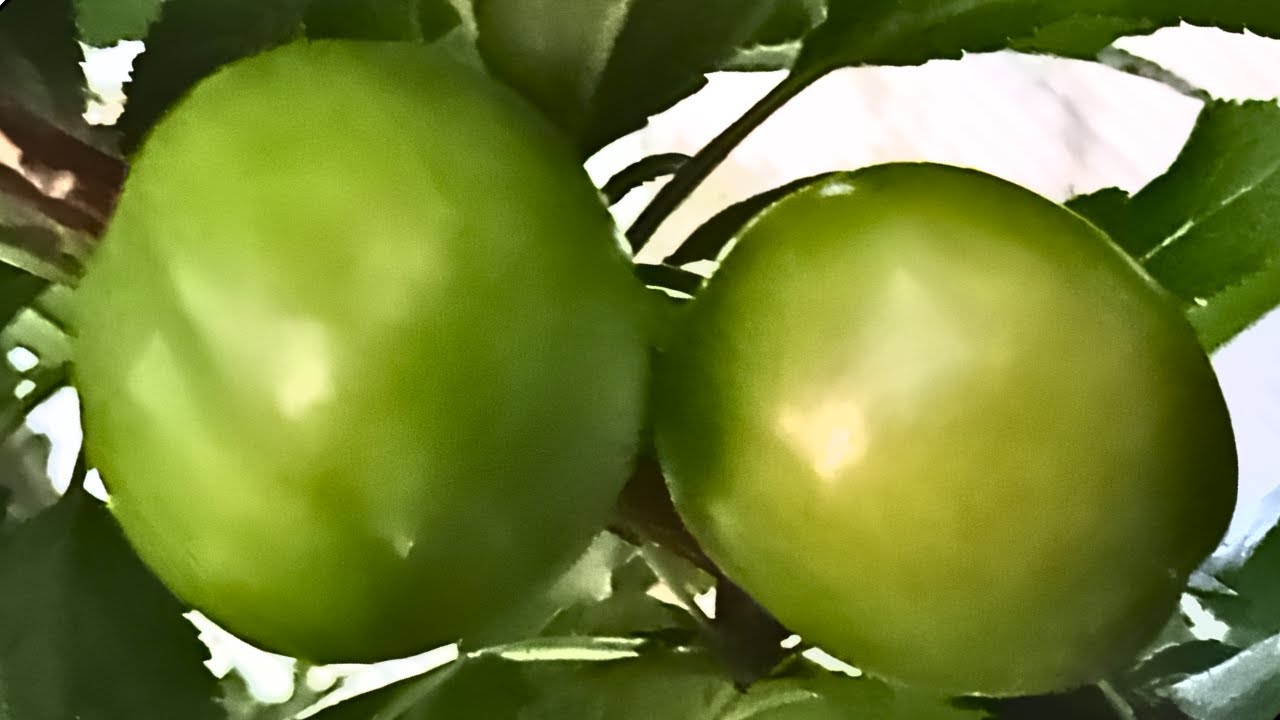 Прививка сливы новым методом