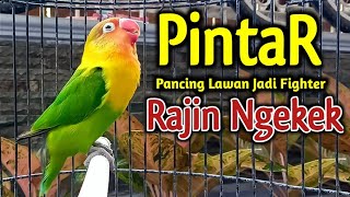 Suara LOVEBIRD NGEKEK PANJANG MEMANGGIL, SUARANYA PINTAR Memancing LAWAN JADI FIGHTER RAJIN NGEKEK