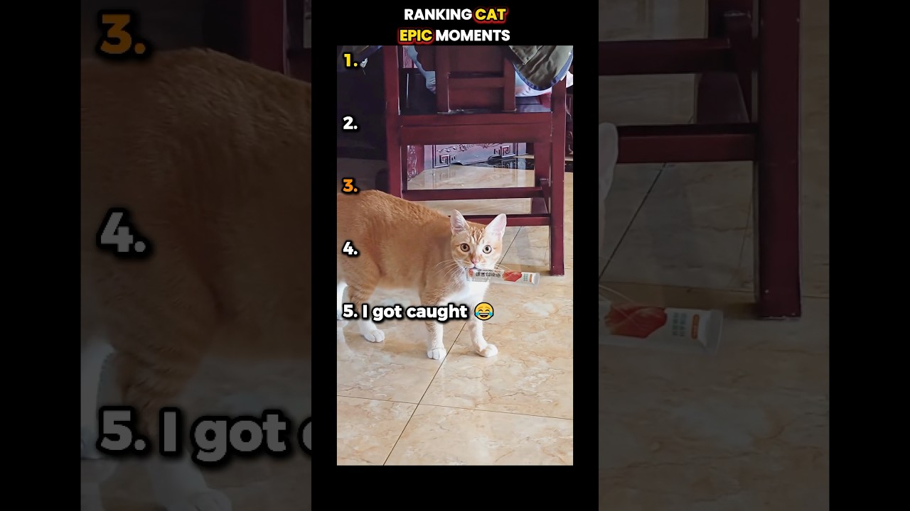 Top 5 Epic Cat Moments You Have to See to Believe 😮🐾