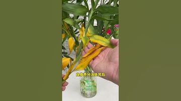 Lucky bamboo has yellow leaves, are you patronizing to water it #planting tips #craft #Nature