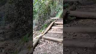 Magical Forest Walking Tour
