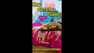 OSTRICHES SLEEPING...