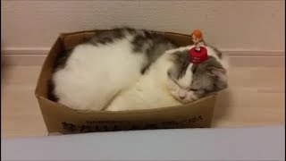 モー娘フィギュアに囲まれた時の猫の反応　～モー娘攻め～