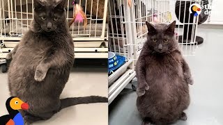 Woman Goes Above And Beyond To Adopt Fat Cat  BRUNO | The Dodo