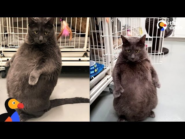 Woman Goes Above And Beyond To Adopt Fat Cat - BRUNO | The Dodo