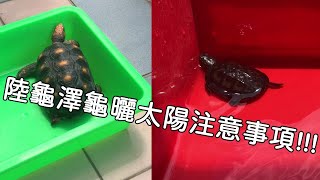 烏龜曬太陽原來要注意這些!!!【九桃分享養爬蟲-《Reptiles》】 