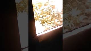 Skillz Chillz grow
