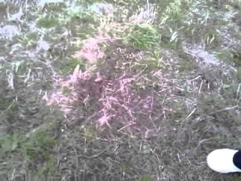 【男子4人】千本桜歌ってみた【合唱】