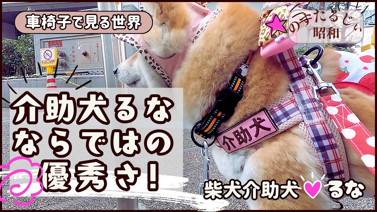 【密着】「介助犬るな」ならではの優秀さ!指示を出さずとも出来る