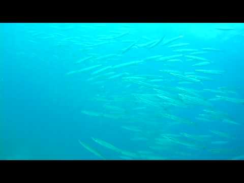 タイワンカマス Youtube