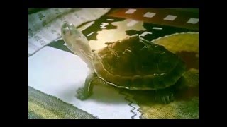 Tortoise Could Save a Life