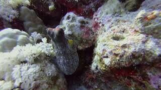 KBs Diving adventures - 26 [Halq Soliman 20221023]