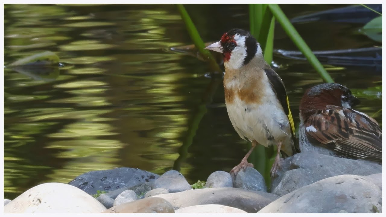Goldfinch Family visits Garden Wildlife Pond