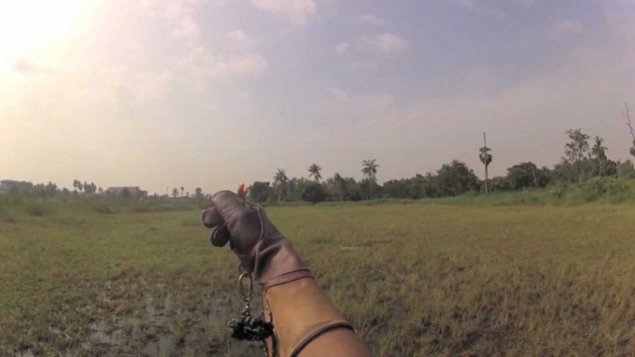 Hunting with Mountain Hawk-Eagle [TiNy 2012 - 2013] 