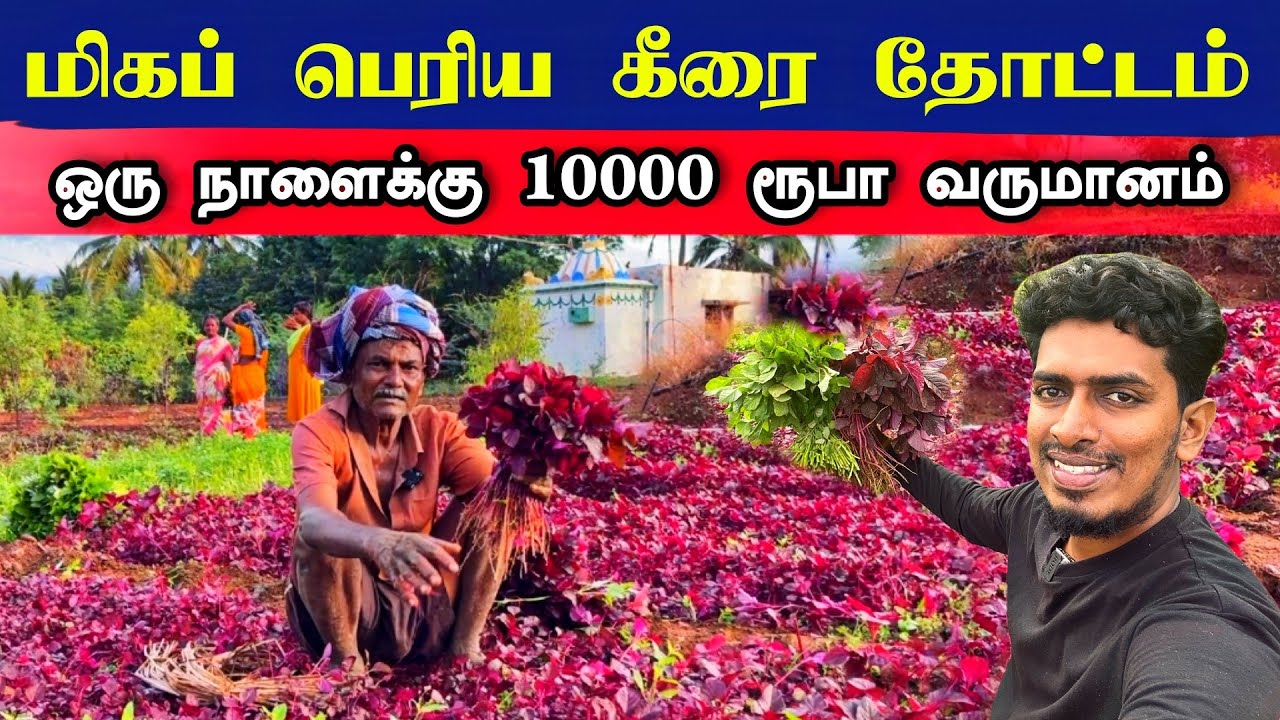 கீரையில் இத்தனை வகைகளா ? 😮 🌱 🇱🇰🇮🇳 