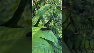 🦋 Discover the Butterfly Garden at Nuanu Creative City | A Hidden Nature Experience in Bali