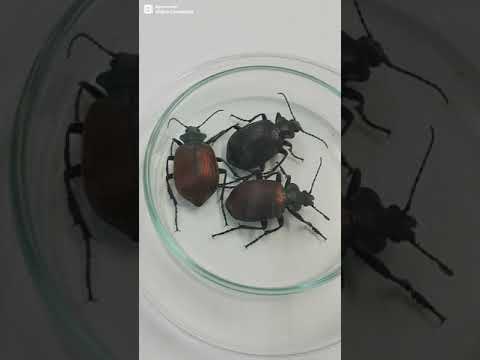 Avcı (Predatör) Böcek Calosoma (Prof. Dr. Hüseyin ÇETİN) Çamkese tırtılı avcısı, Biyolojik Mücadele